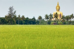 Golden Buddha statue ar rice field in Thailand.