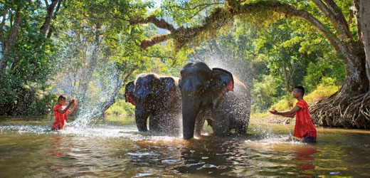 Thai elephants having a bath in the jungle.